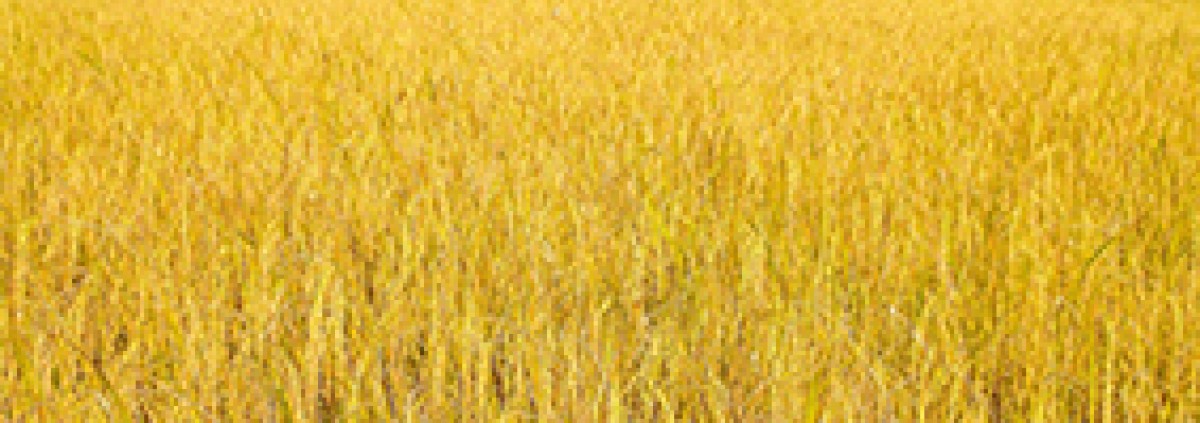 abstracted field of golden grain